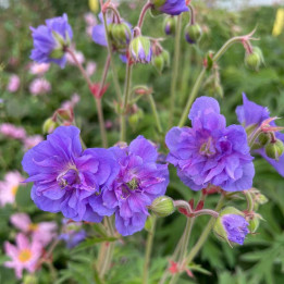 Geranium pratense Azure Skies