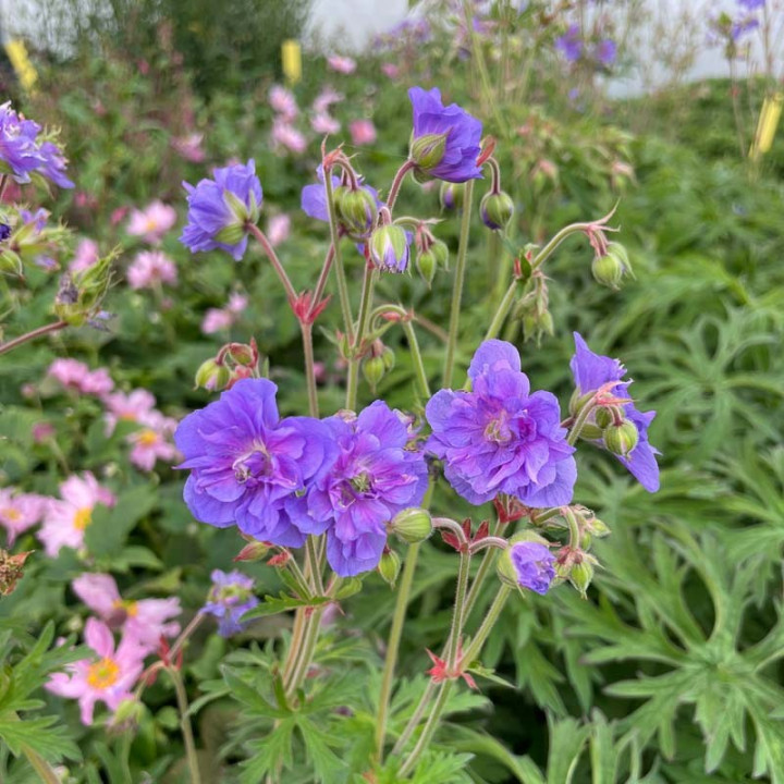 Geranium pratense Azure Skies