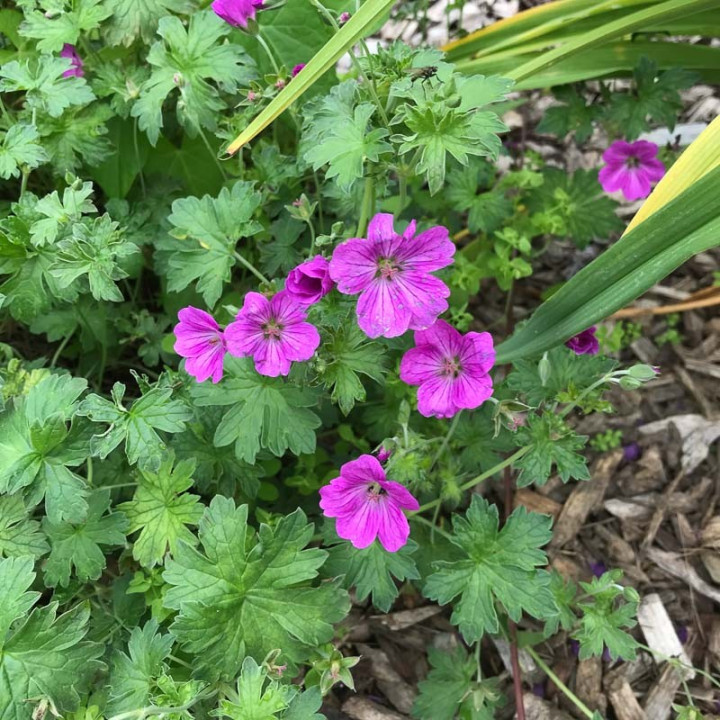 Geranium riversleaianum Russel Prichard