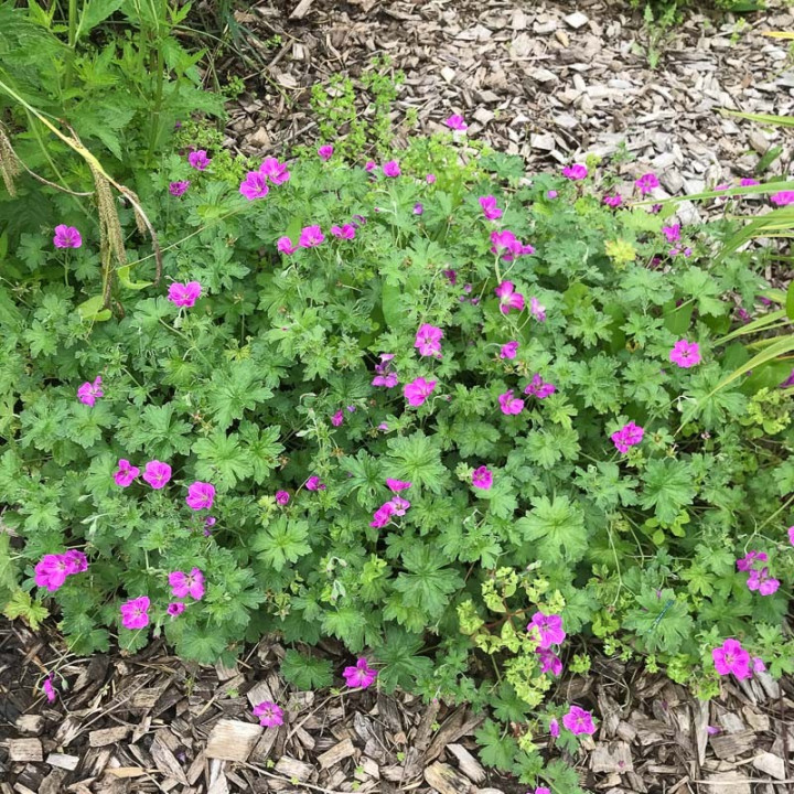 Geranium riversleaianum Russel Prichard