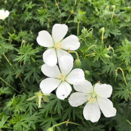 Fleurs du Geranium sanguineum Album
