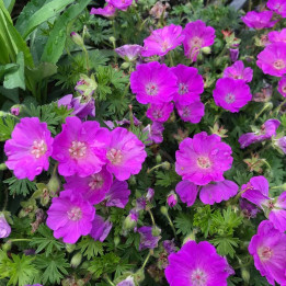 Geranium sanguineum Elsbeth