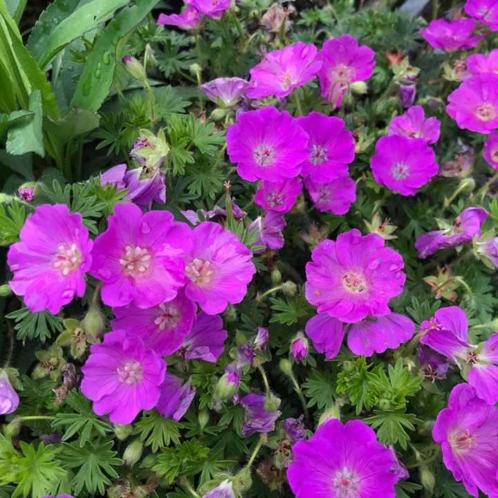 Geranium sanguineum Elsbeth