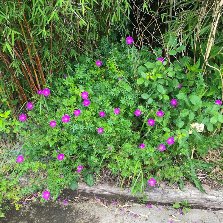 Geranium sanguineum Elsbeth
