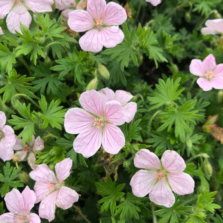 Geranium sanguineum Pink Pouffe en pleine floraison