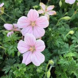 Fleurs roses du Geranium sanguineum Pink Pouffe