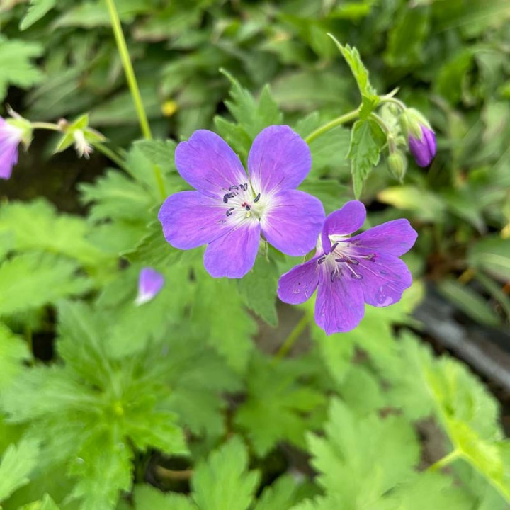 Geranium sylvaticum Mayflower