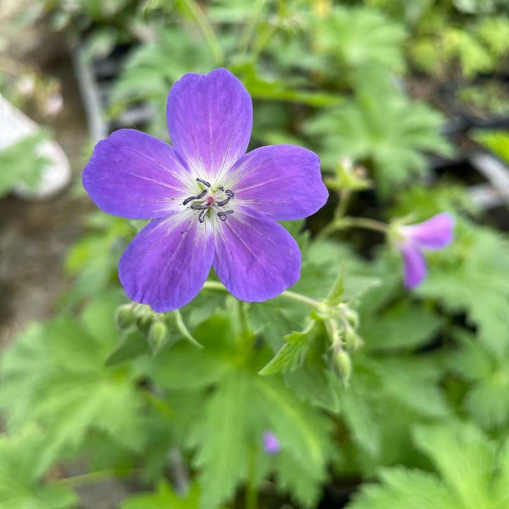 Geranium sylvaticum Mayflower