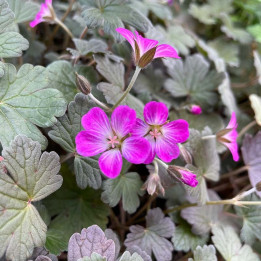 Fleurs du Geranium Tanya Rendall