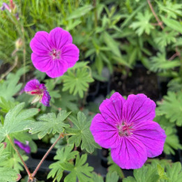 Floraison du Geranium Tiny Monster