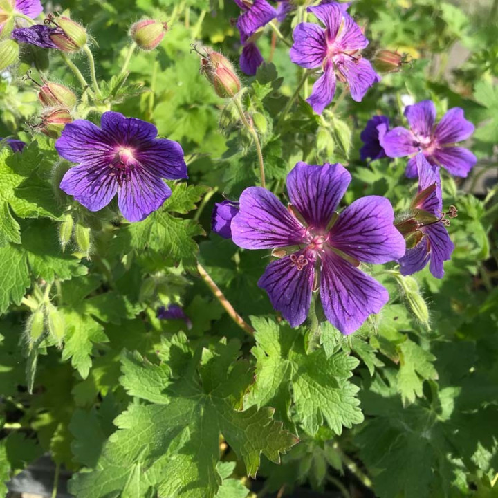 Geranium ibericum Vital