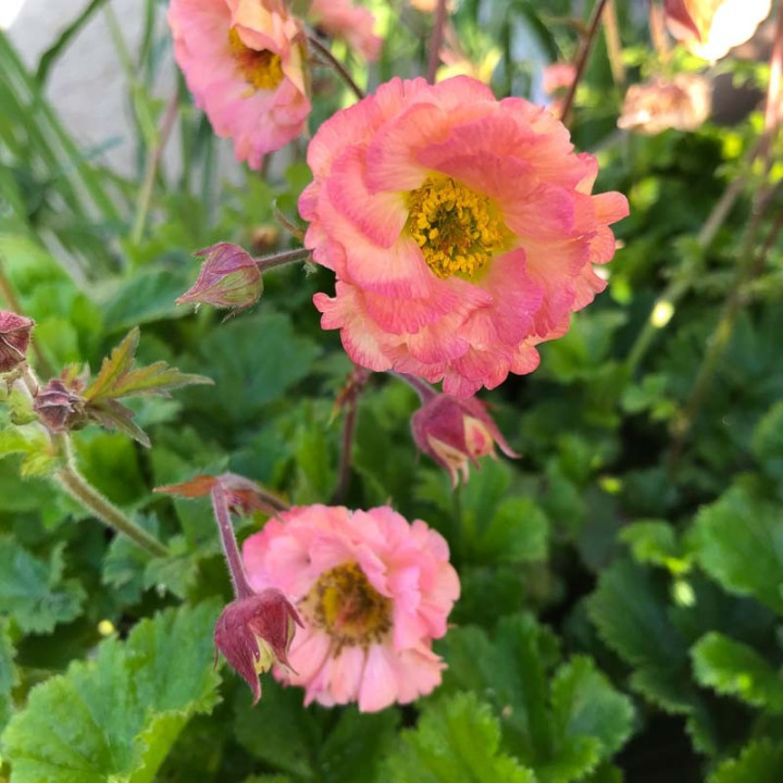 Geum Mai Tai