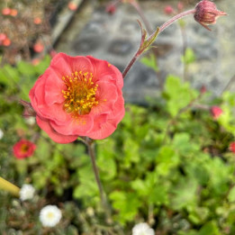 Geum rivale Flames of Passion