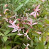 Gillenia trifoliata Pink Profusion