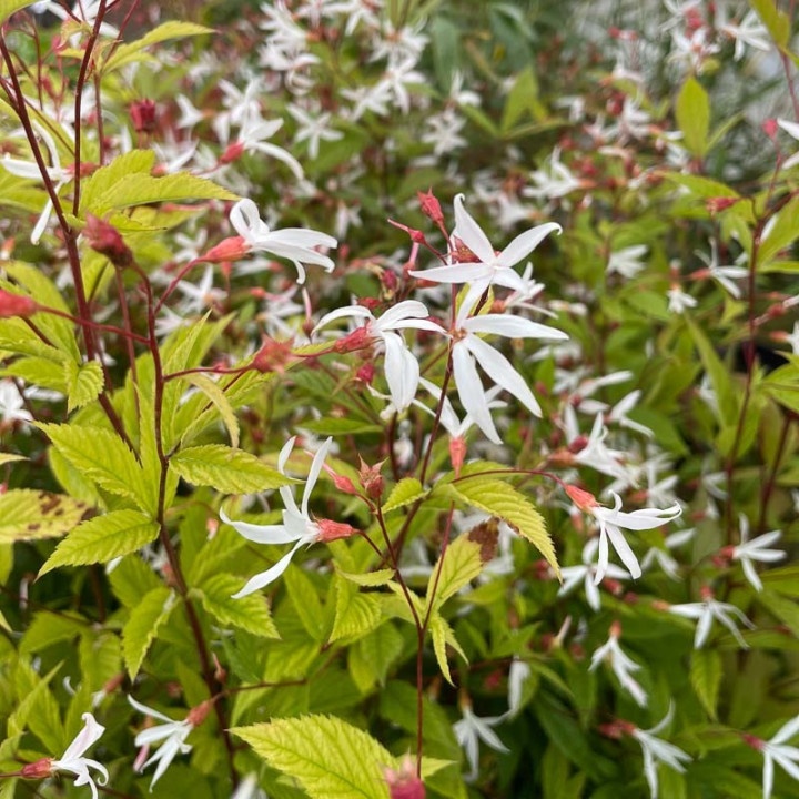 Floraison du Gillenia trifoliata