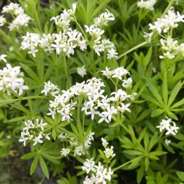 Galium odoratum