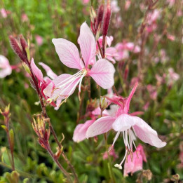 Gaura lindheimeri Cherry Brandy