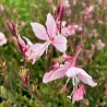 Gaura lindheimeri Cherry Brandy