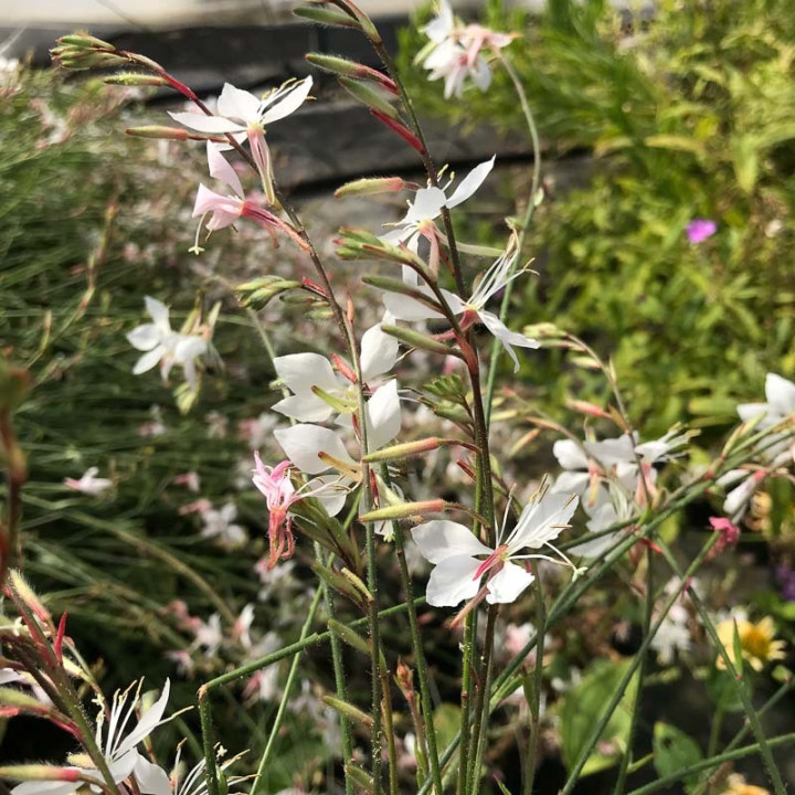 Gaura lindheimeri Whirling Butterflies