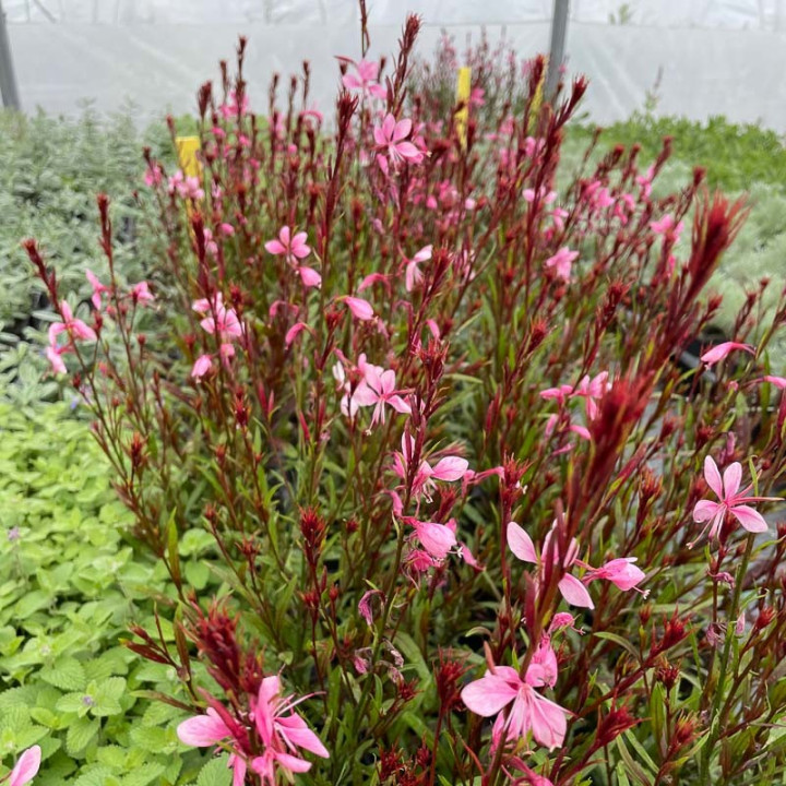 Gaura lindheimeri Baby Butterfly Dark Pink