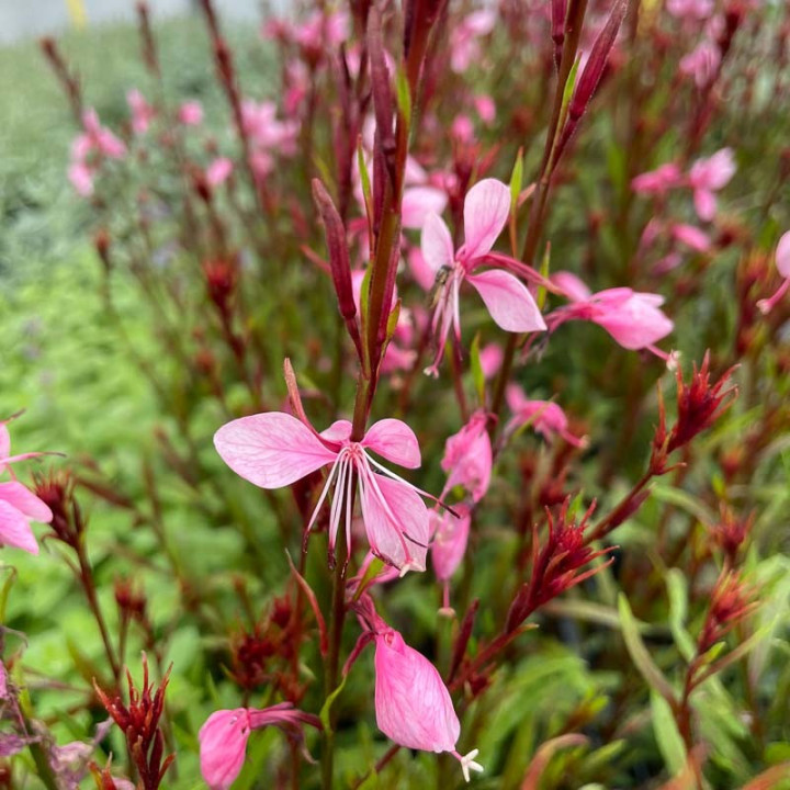 Gaura lindheimeri Baby Butterfly Dark Pink