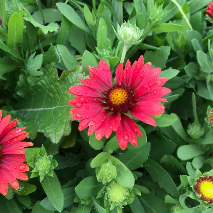 Gaillardia grandiflora arizona Red Shades