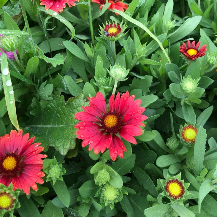 Gaillardia grandiflora arizona Red Shades