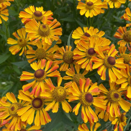 Helenium Betty