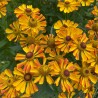 Helenium Betty