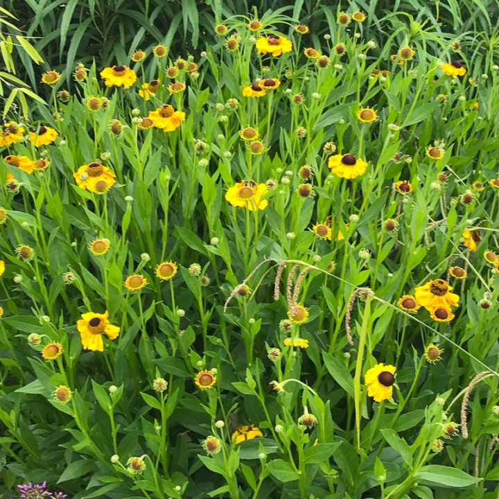 Helenium El Dorado