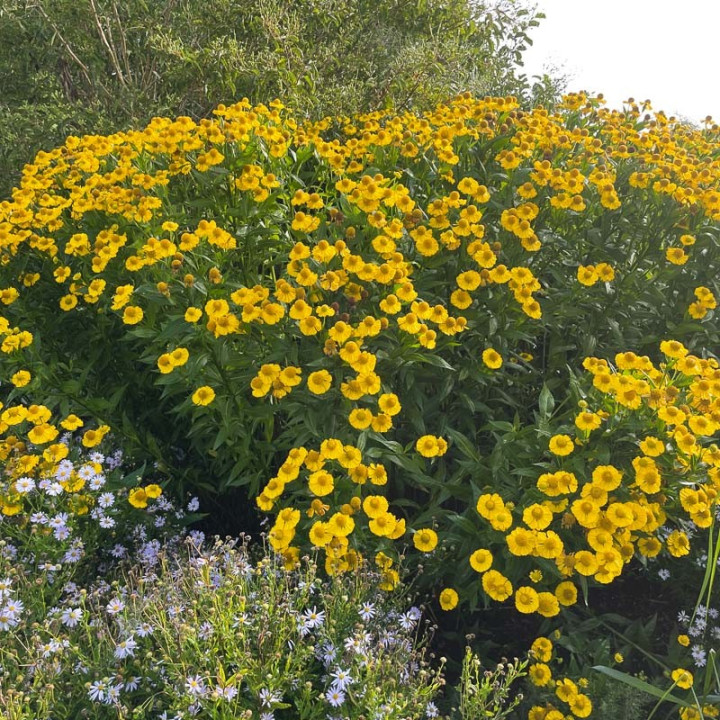 Helenium El Dorado
