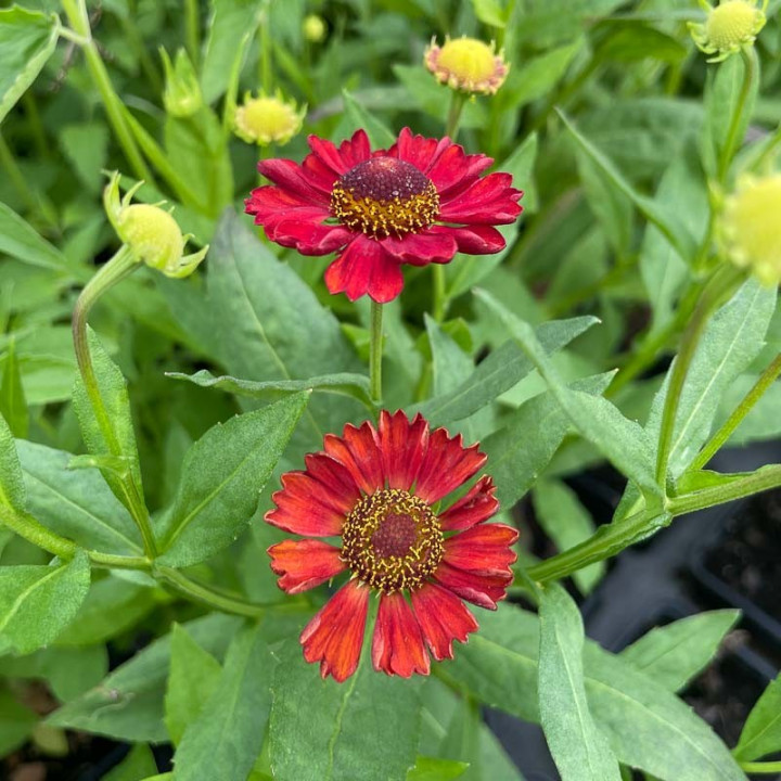 Floraison de l'Helenium Hot Lava