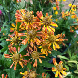 Helenium Loysder Wieck
