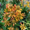 Helenium Loysder Wieck