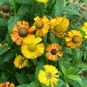 Helenium Monique