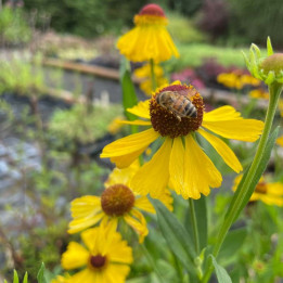 Helenium Wesergold