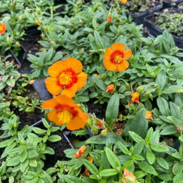 Helianthemum Ben Heckla