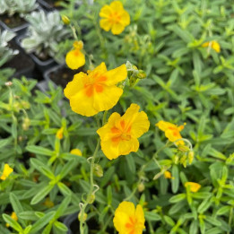 Fleurs jaunes de l'Helianthemum Ben Fhada