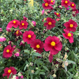Helianthemum Harstwood Ruby