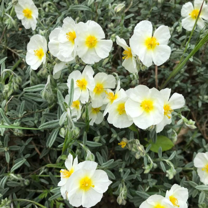 Floraison blanche de l'Helianthemum The Bride