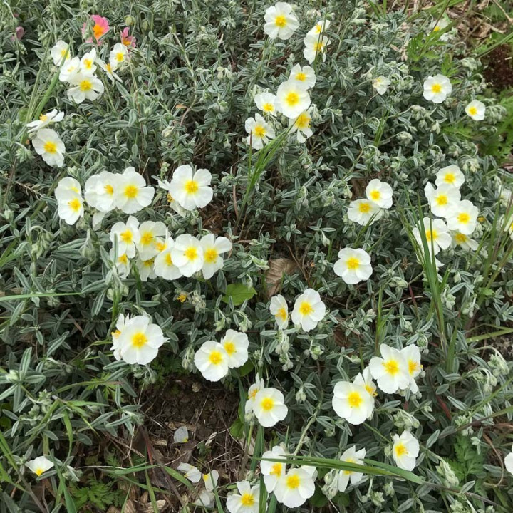 Helianthemum The Bride en pleine floraison