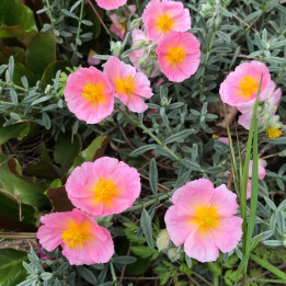 Helianthemum Wisley pink