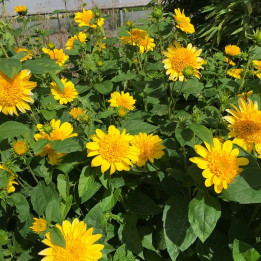 Helianthus Double Whammy