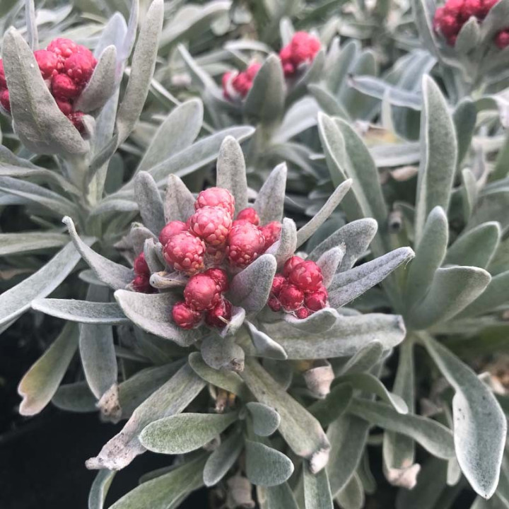 Helichrysum Ruby Cluster