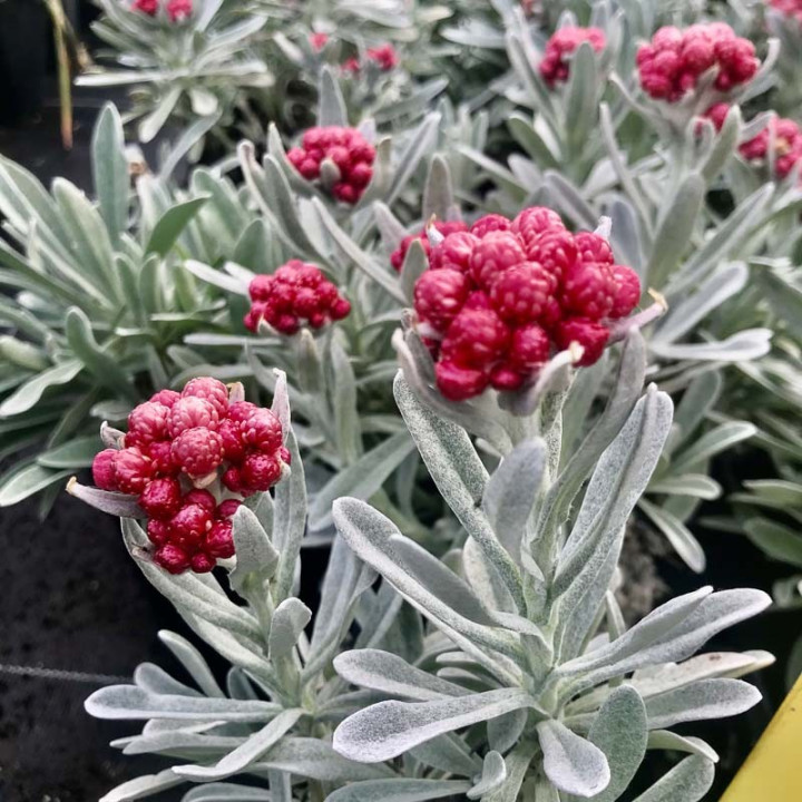 Helichrysum Ruby Cluster