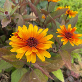 Heliopsis helianthoides Funky Spinner
