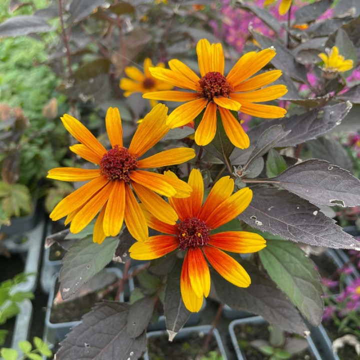 Heliopsis helianthoides Funky Spinner