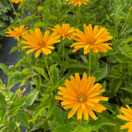 Heliopsis Prima Ballerina