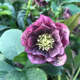 Helleborus double Ellen Purple