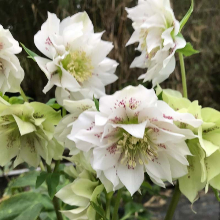 Helleborus double Ellen White Spotted